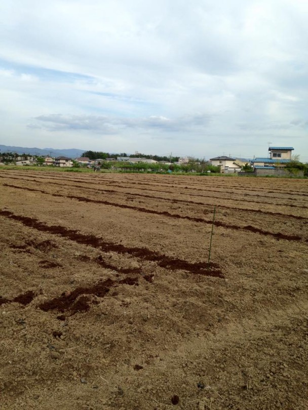 みんなの栽培日記｜2015/05/03_福島市佐倉下の畑にて。